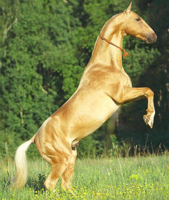 飞马流星世界上最稀有的马黄金色的汗血宝马