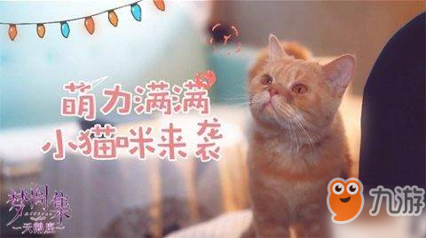 梦间集天鹅座怎么吸引名贵猫？