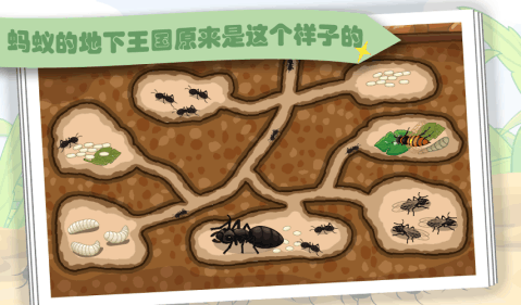 蚂蚁地下结构图图片